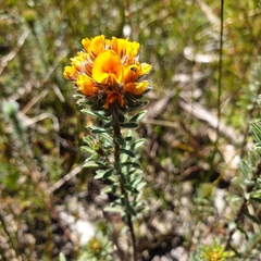 Pultenaea canescens