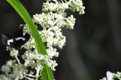 Choreutis amethystodes