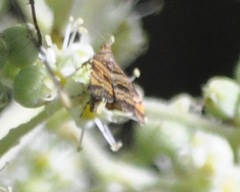 Choreutis amethystodes