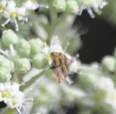 Choreutis amethystodes