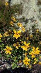 Helianthus porteri