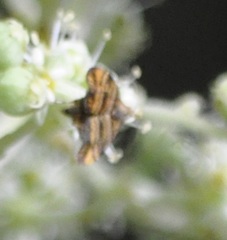Choreutis amethystodes