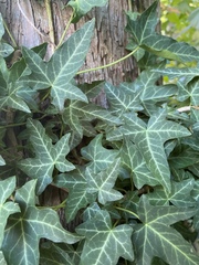 Hedera helix