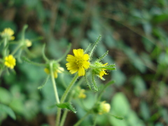 Sigesbeckia agrestis