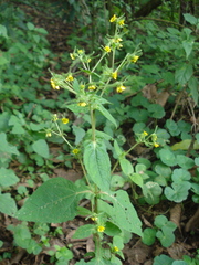 Sigesbeckia agrestis