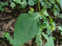 Sigesbeckia agrestis
