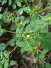 Sigesbeckia agrestis