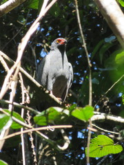 Buteogallus schistaceus