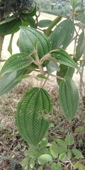 Miconia subseriata