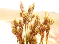 Carex tahoensis