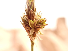 Carex tahoensis