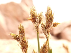 Carex tahoensis