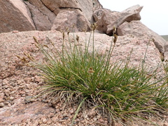 Carex tahoensis
