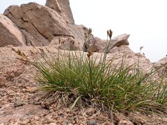Carex tahoensis