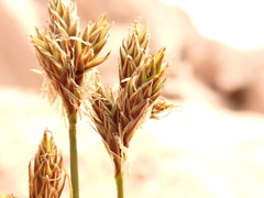 Carex tahoensis