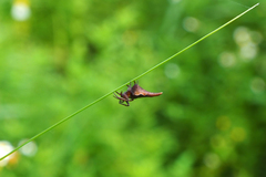 Eriovixia pseudocentrodes