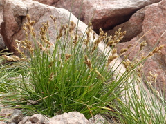 Carex tahoensis