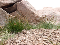 Carex tahoensis