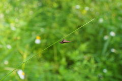 Eriovixia pseudocentrodes