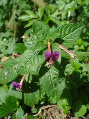 Cuphea calaminthifolia