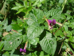 Cuphea calaminthifolia