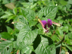 Cuphea calaminthifolia