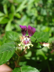 Cuphea calaminthifolia