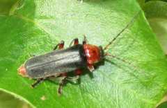Cantharis