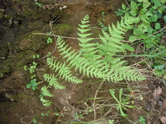 Macrothelypteris
