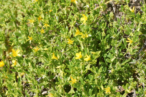 Image of Coast Twinleaf (Roepera billardierei) by (c) Rod Lowther, some rights reserved (CC BY)