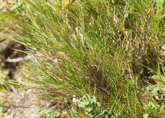 Distichlis distichophylla