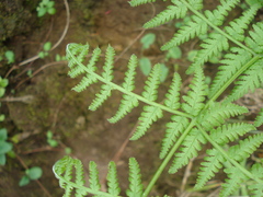 Macrothelypteris