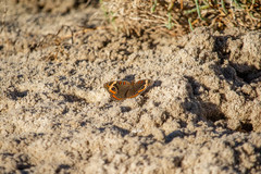Junonia pacoma