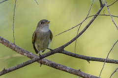 Empidonax albigularis