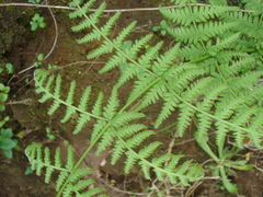 Macrothelypteris
