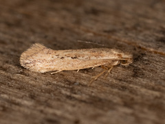 Ypsolopha sp-sw