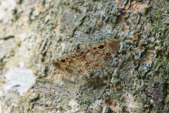 Rhimphaliodes macrostigma