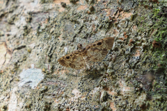 Rhimphaliodes macrostigma