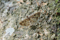Rhimphaliodes macrostigma