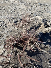 Reaumuria songarica