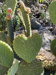 Opuntia microdasys