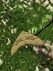 Chrysolarentia correlata