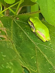 Hyla japonica