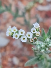 Heliotropium bacciferum