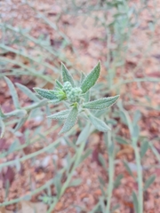 Heliotropium bacciferum