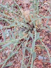 Heliotropium bacciferum