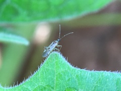 Engytatus modestus