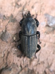 Sphenophorus compressirostris