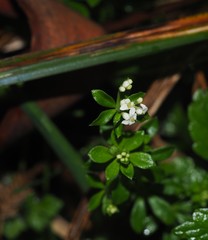 Asperula euryphylla