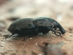 Sphenophorus compressirostris